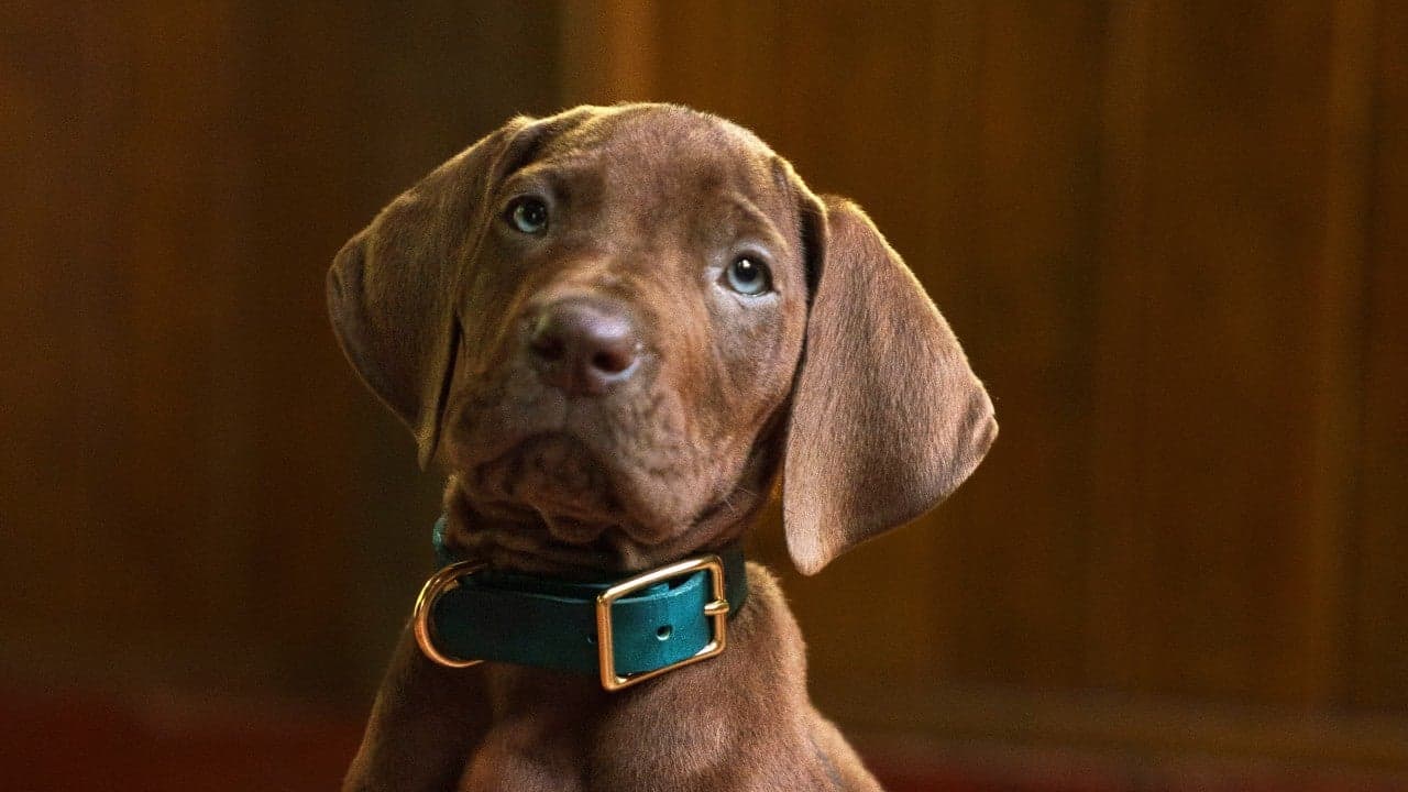 Scooby-Doo: Origins encerra filmagens e revela foto com cão real